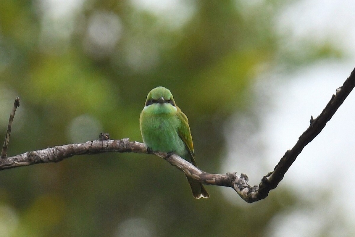 Swallow-tailed Bee-eater - ML627626439