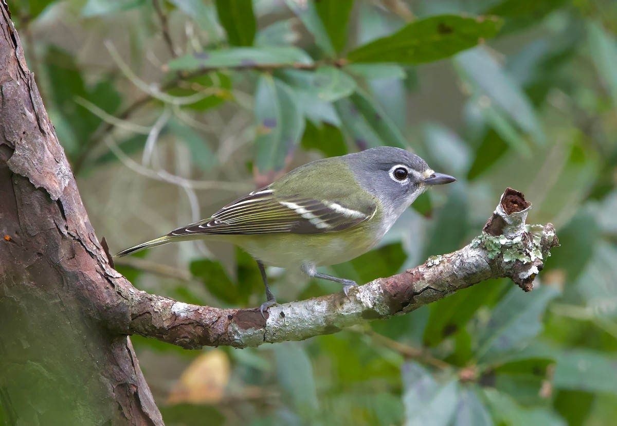 Blue-headed Vireo - ML627626539