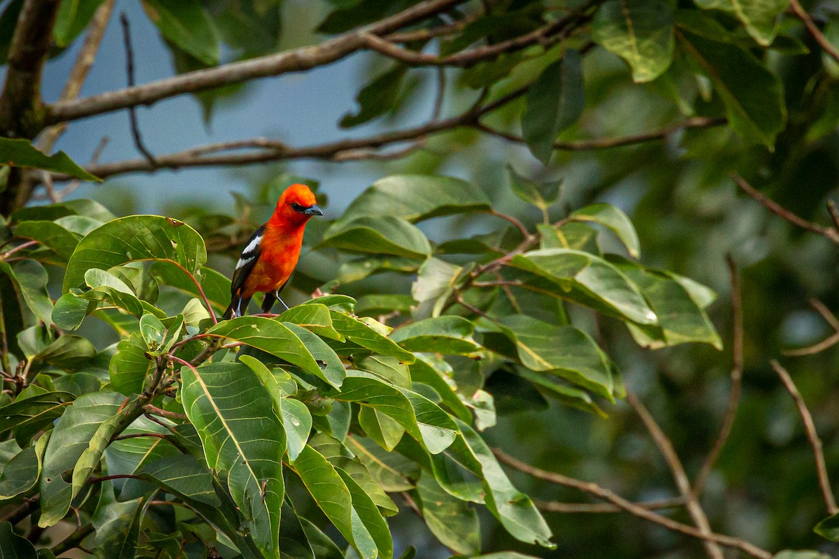 White-winged Tanager - ML627626875