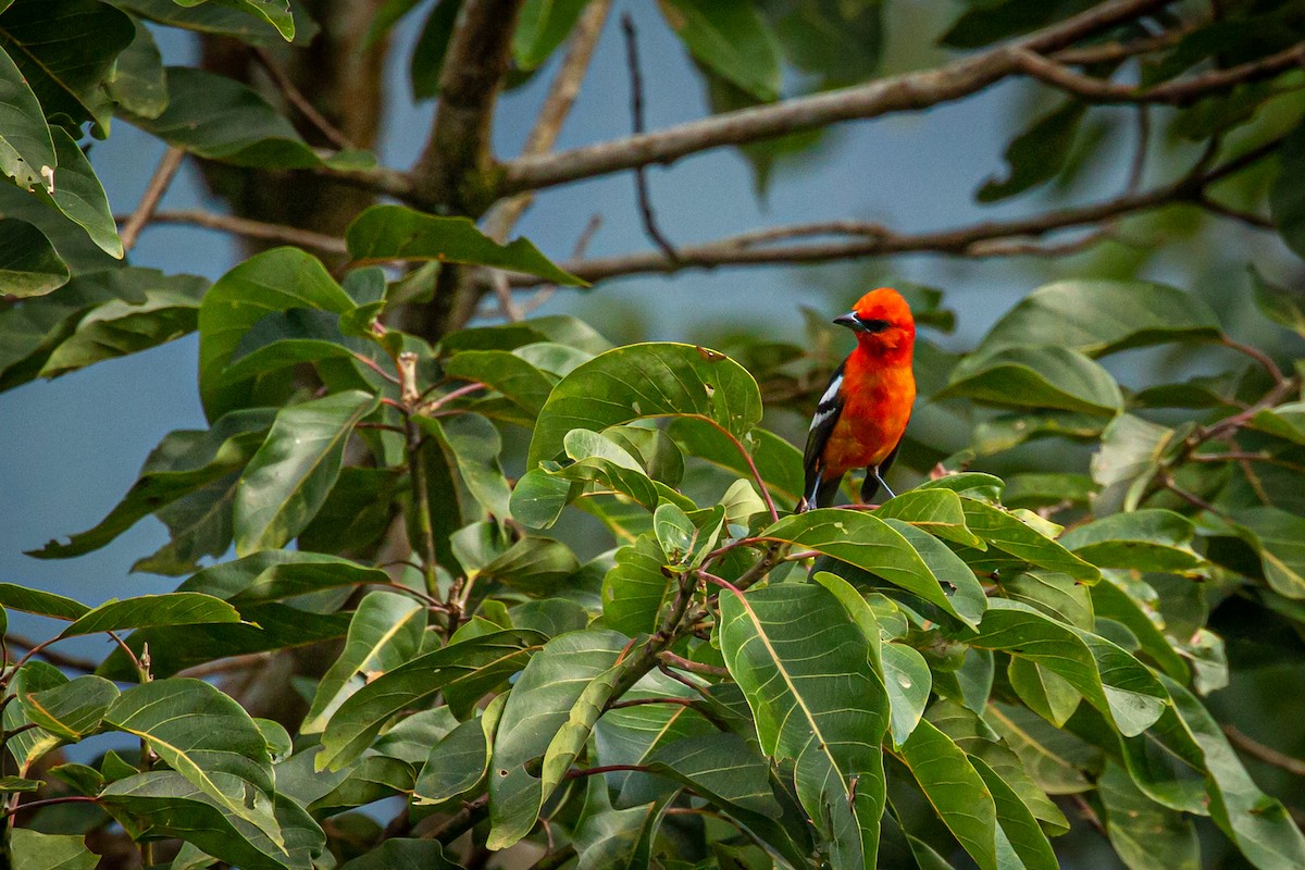 White-winged Tanager - ML627626876