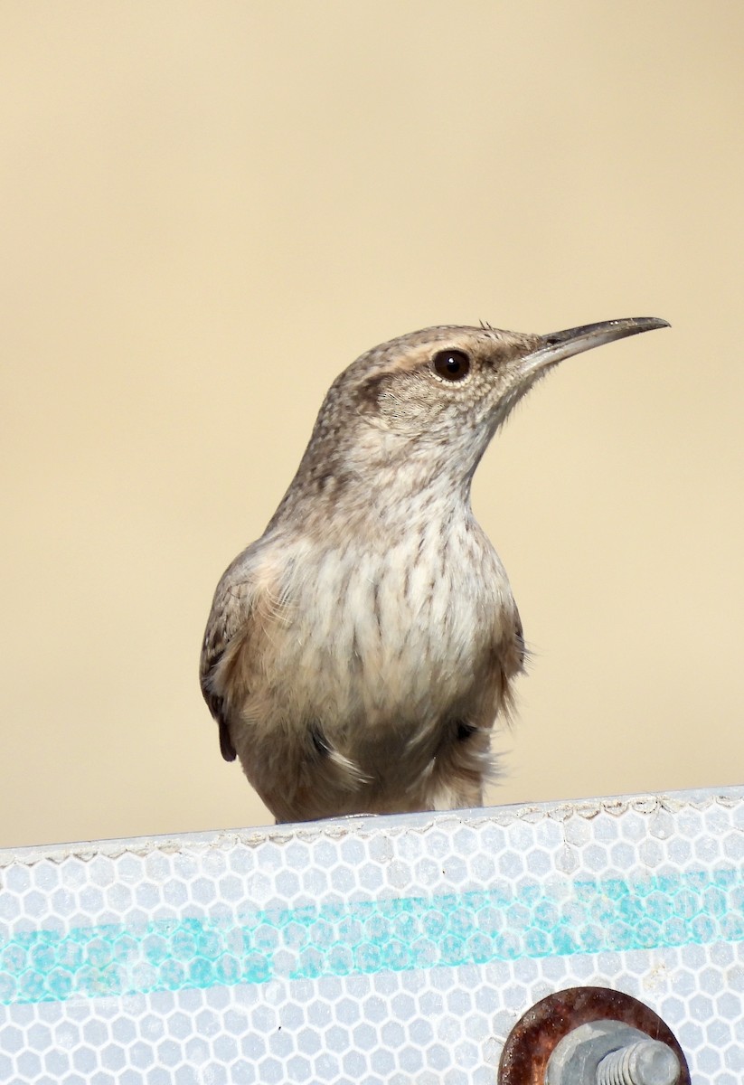 Rock Wren - ML627627021