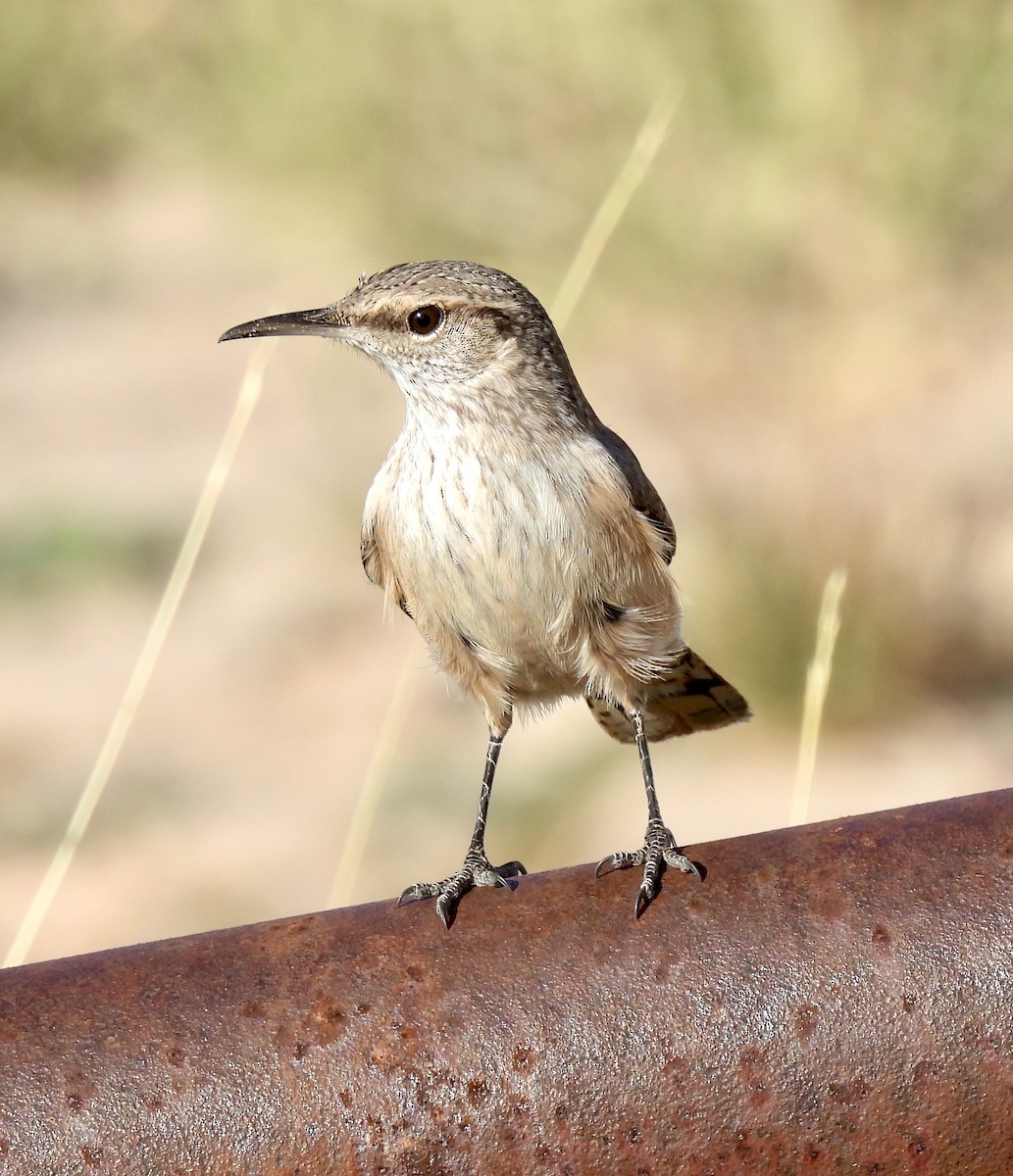 Rock Wren - ML627627022