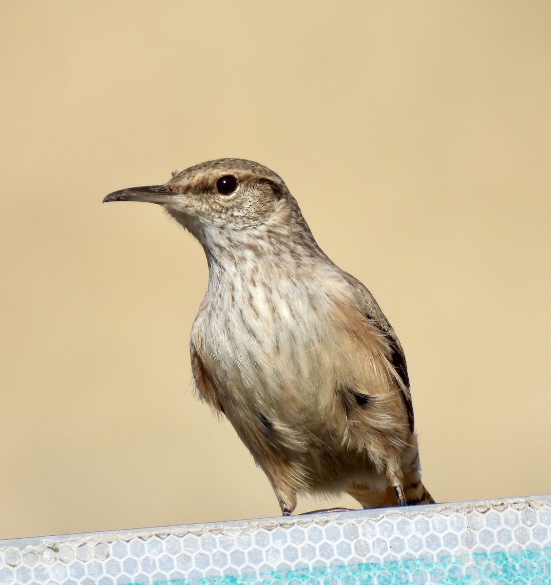 Rock Wren - ML627627023