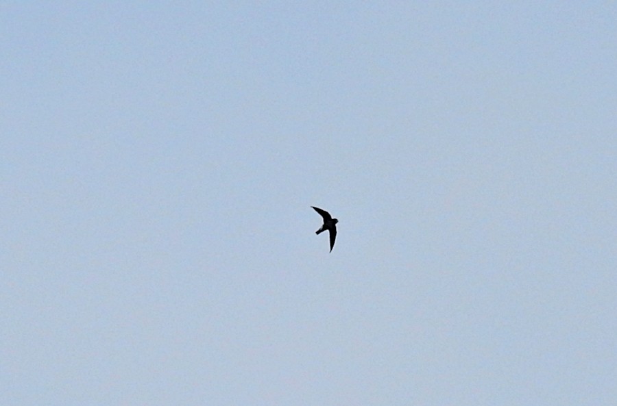 White-throated Needletail - ML627627049