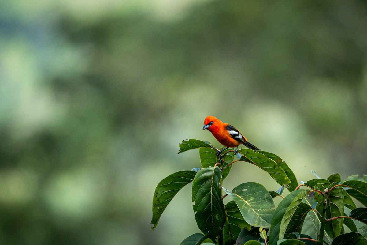 White-winged Tanager - ML627627064