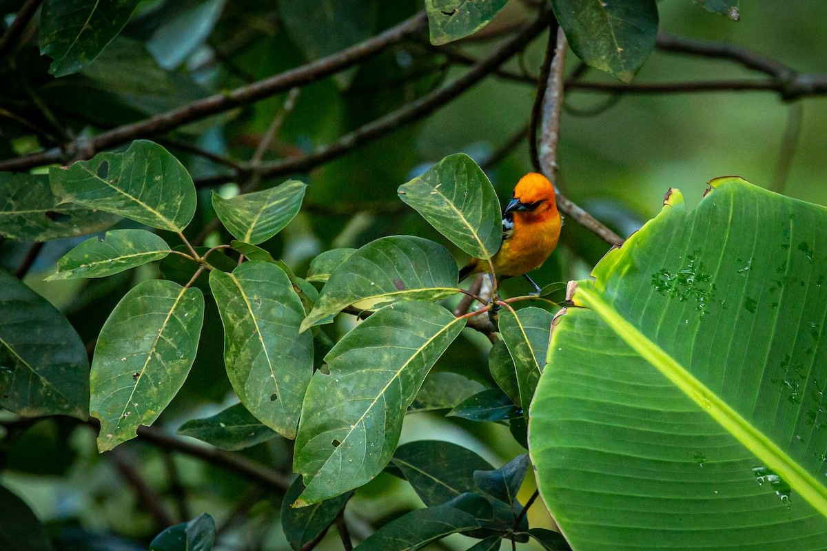 White-winged Tanager - ML627627065