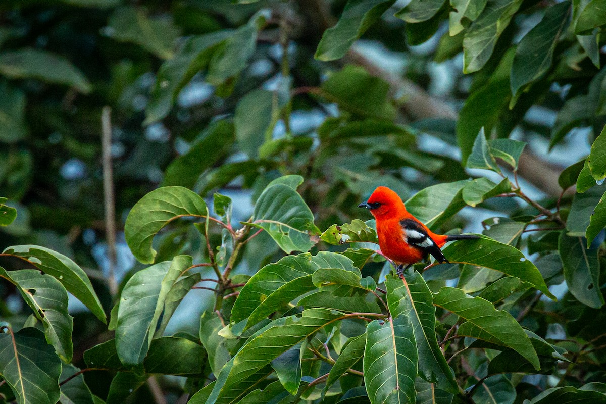 White-winged Tanager - ML627627066