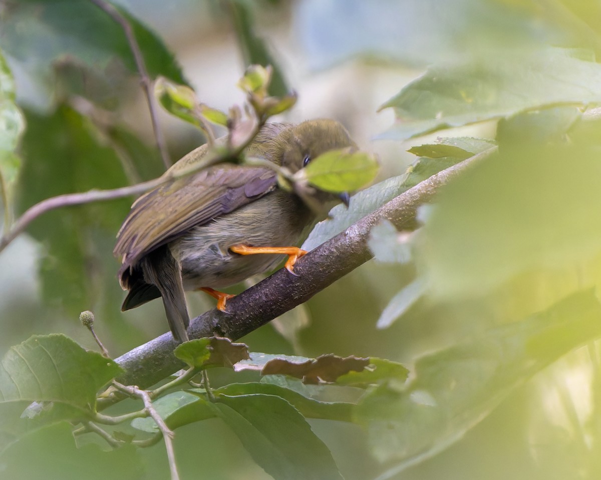 White-collared Manakin - ML627627067