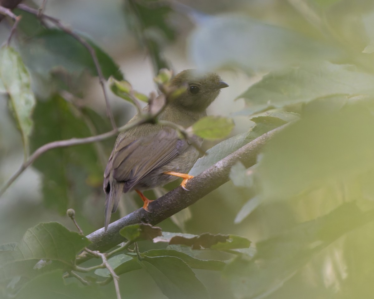 White-collared Manakin - ML627627068