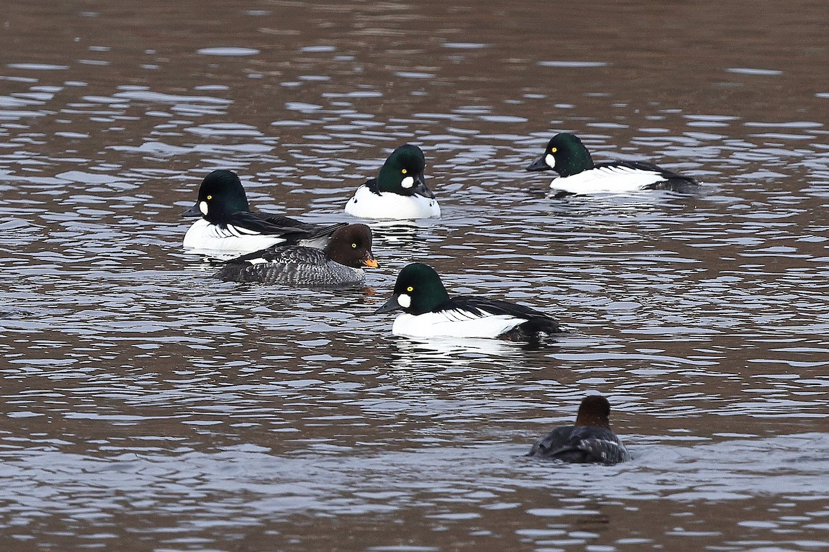 ML627627130 - Barrow's Goldeneye - Macaulay Library