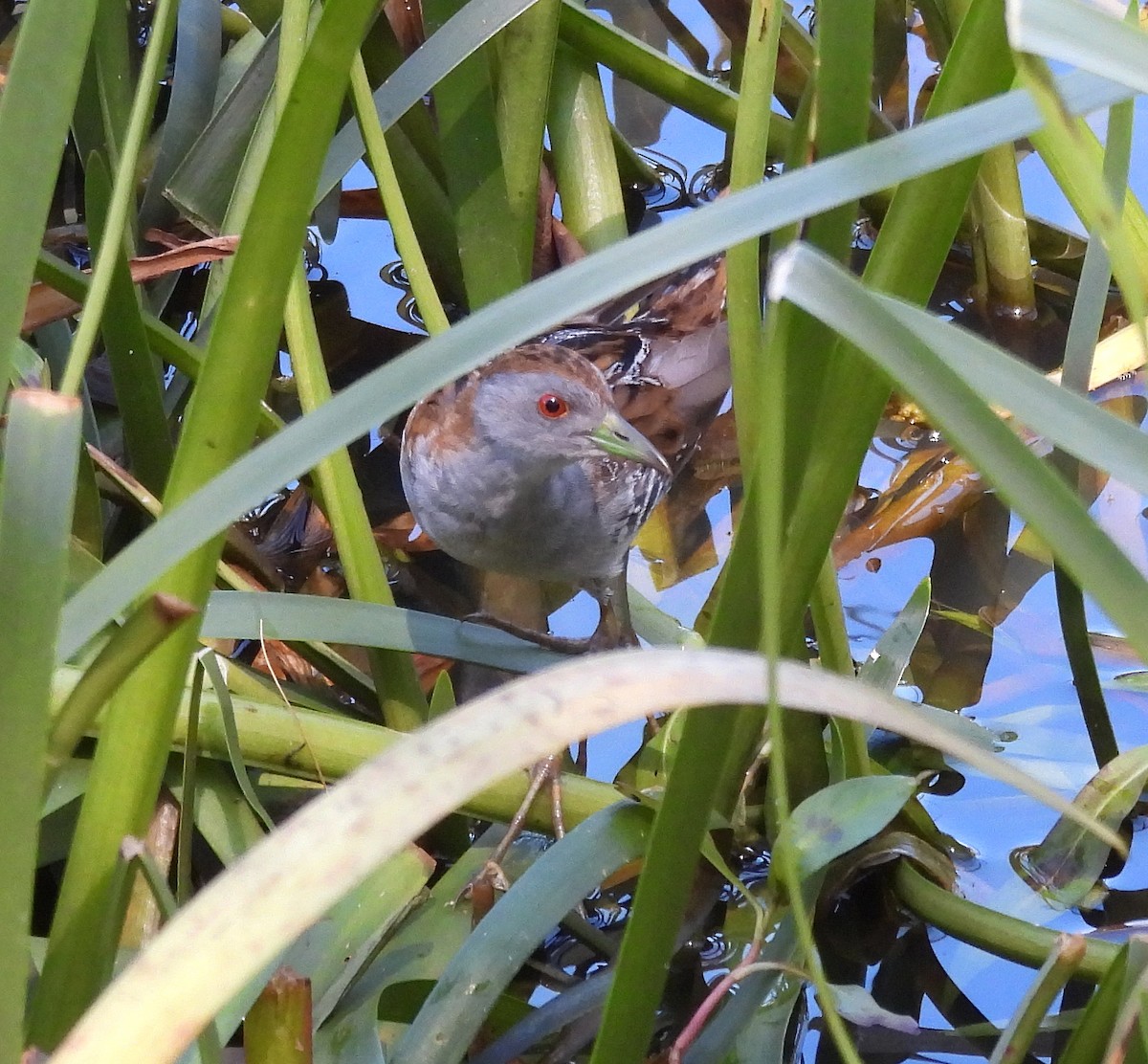 Baillon's Crake - ML627627310