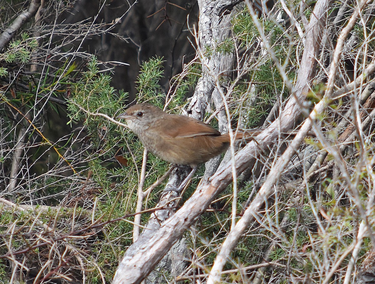 Eastern Bristlebird - ML627627333