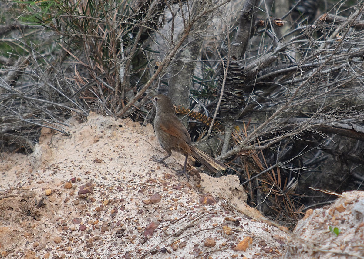 Eastern Bristlebird - ML627627334
