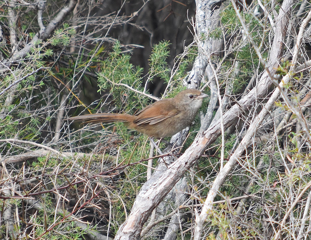 Eastern Bristlebird - ML627627335