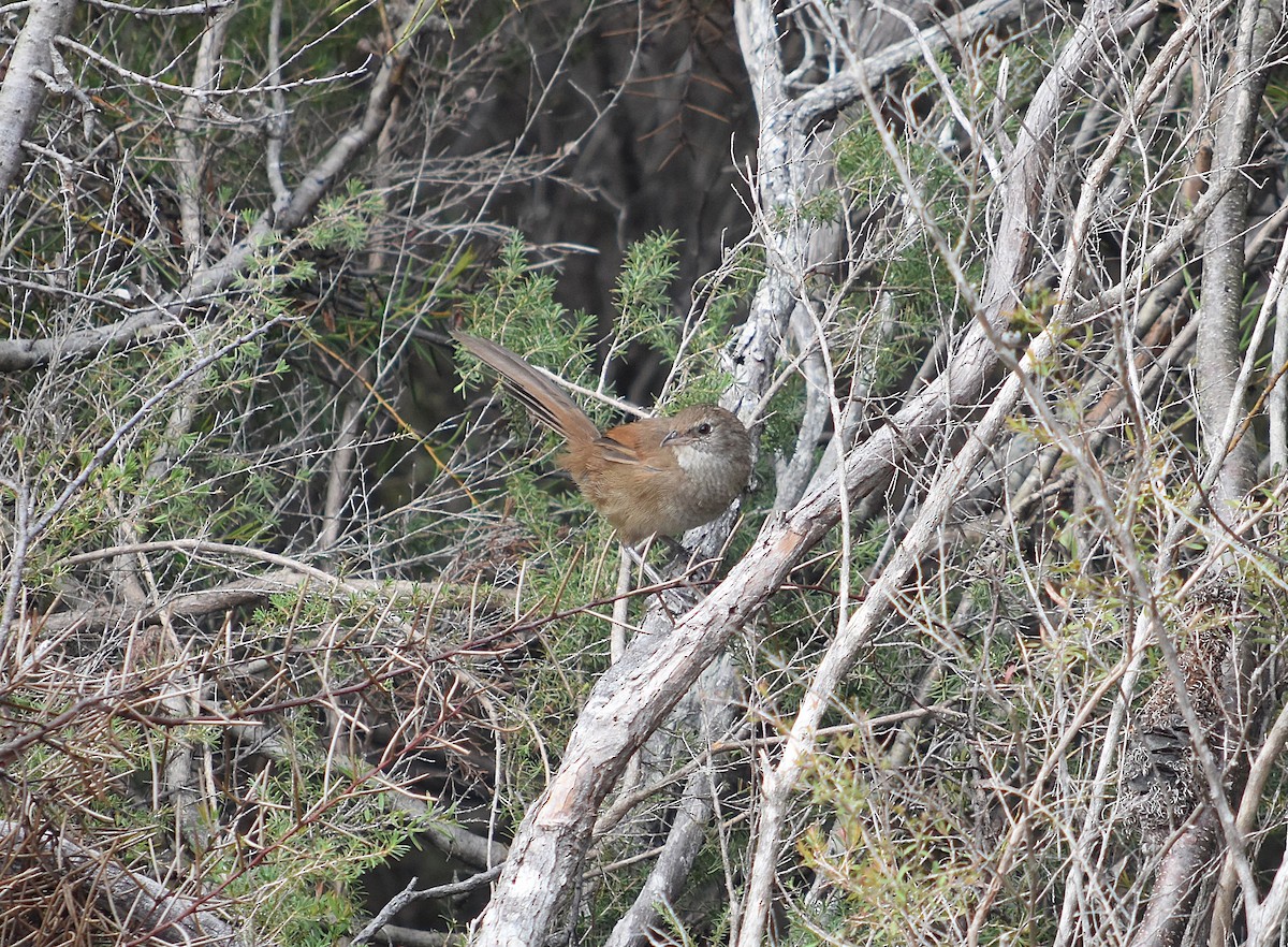 Eastern Bristlebird - ML627627336