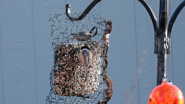 Black-capped Chickadee - ML627627362