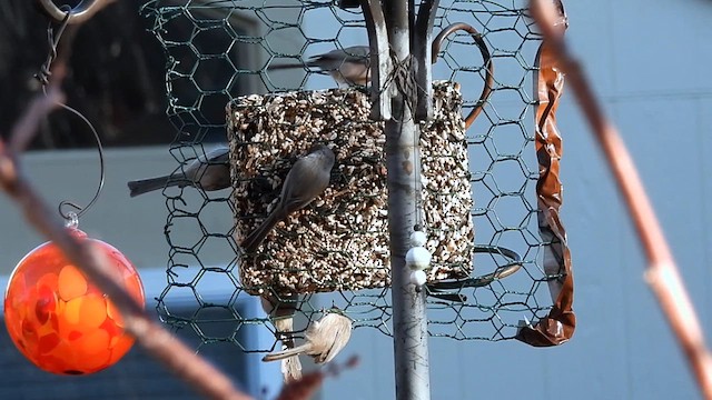 Bushtit - ML627627371