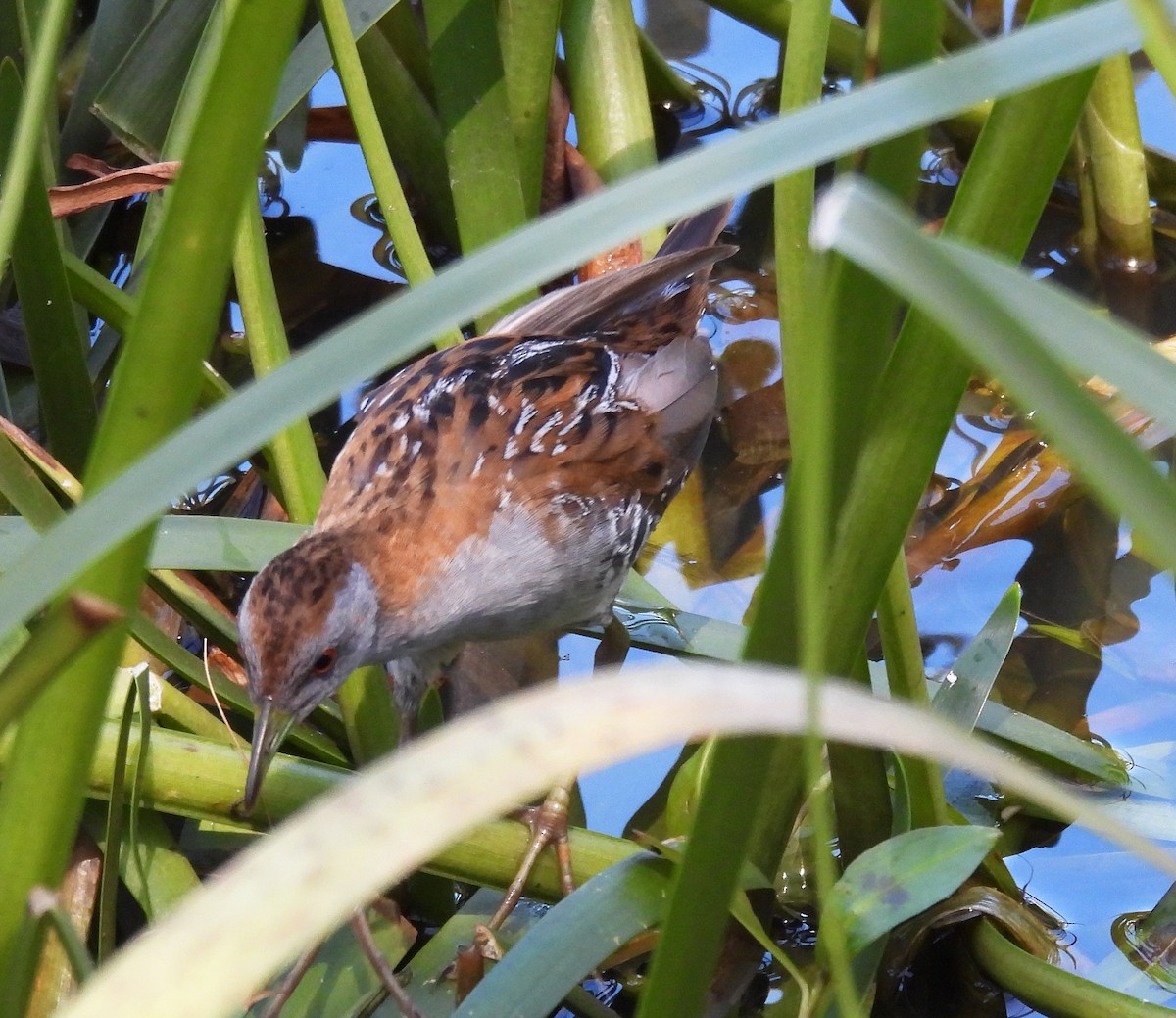 Baillon's Crake - ML627627416