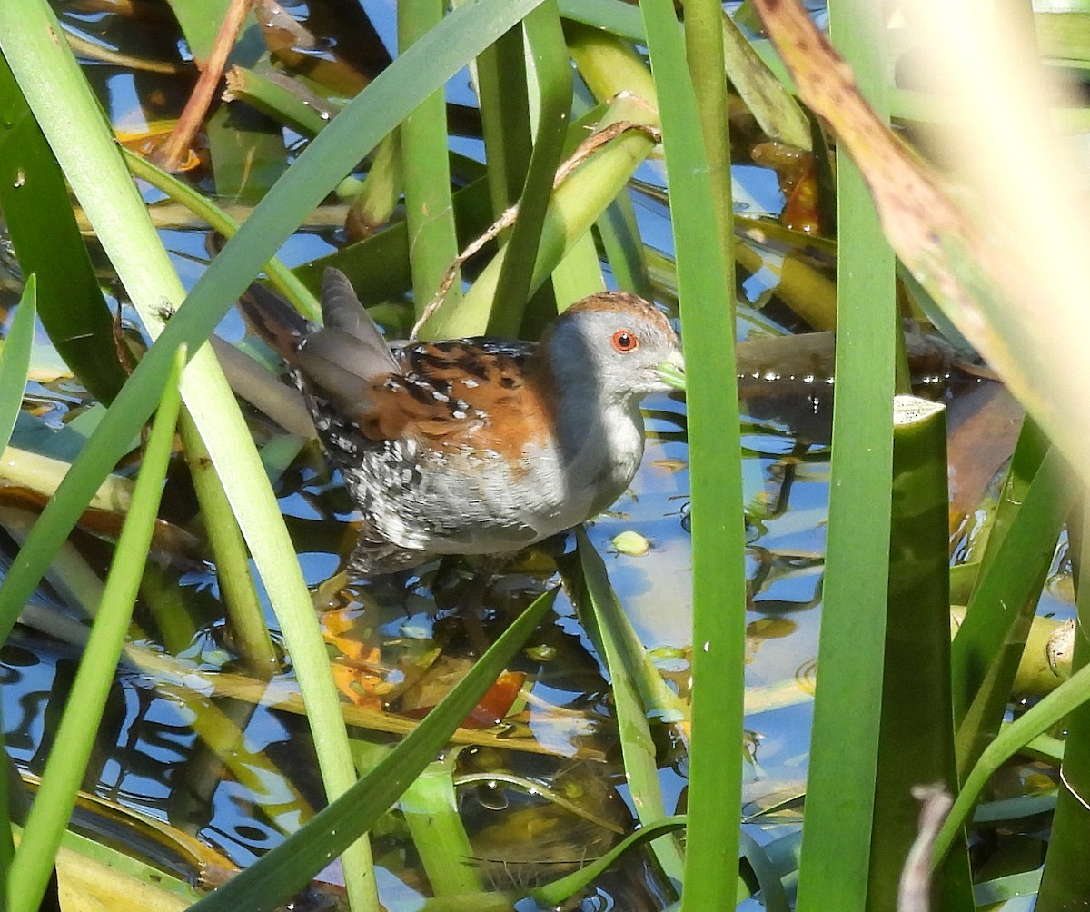 Baillon's Crake - ML627627433