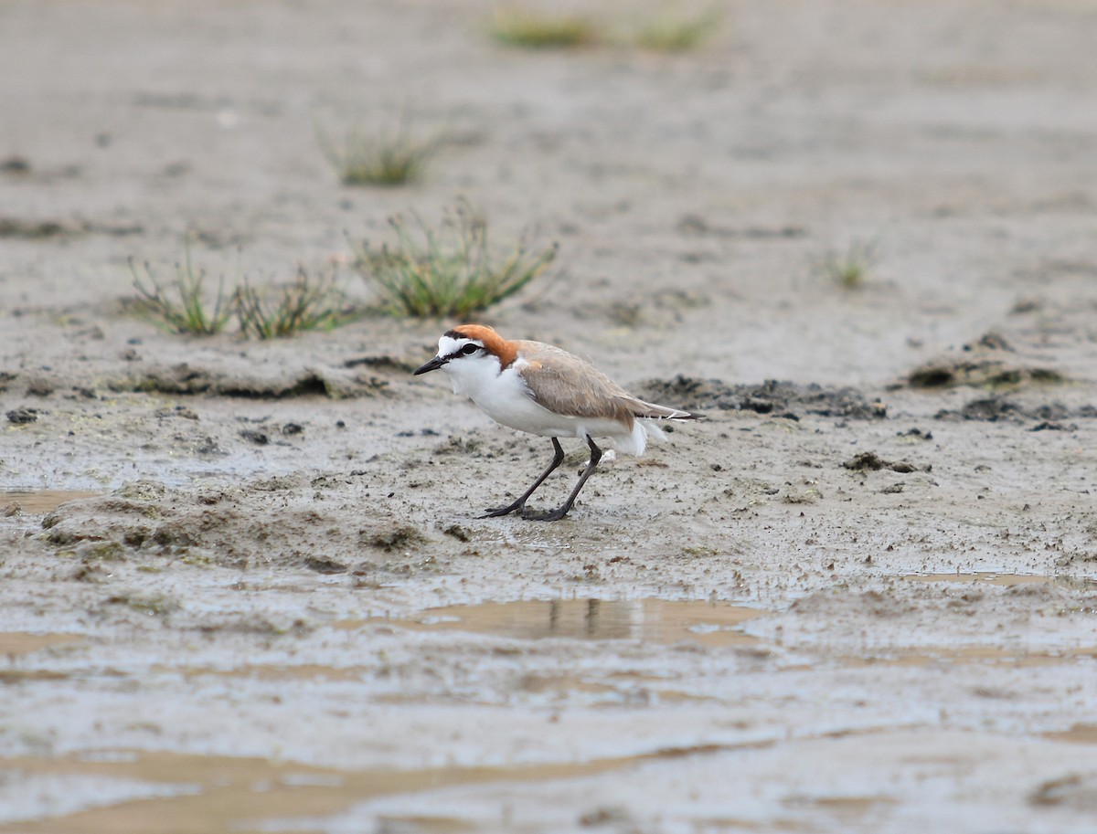 Red-capped Plover - ML627627448