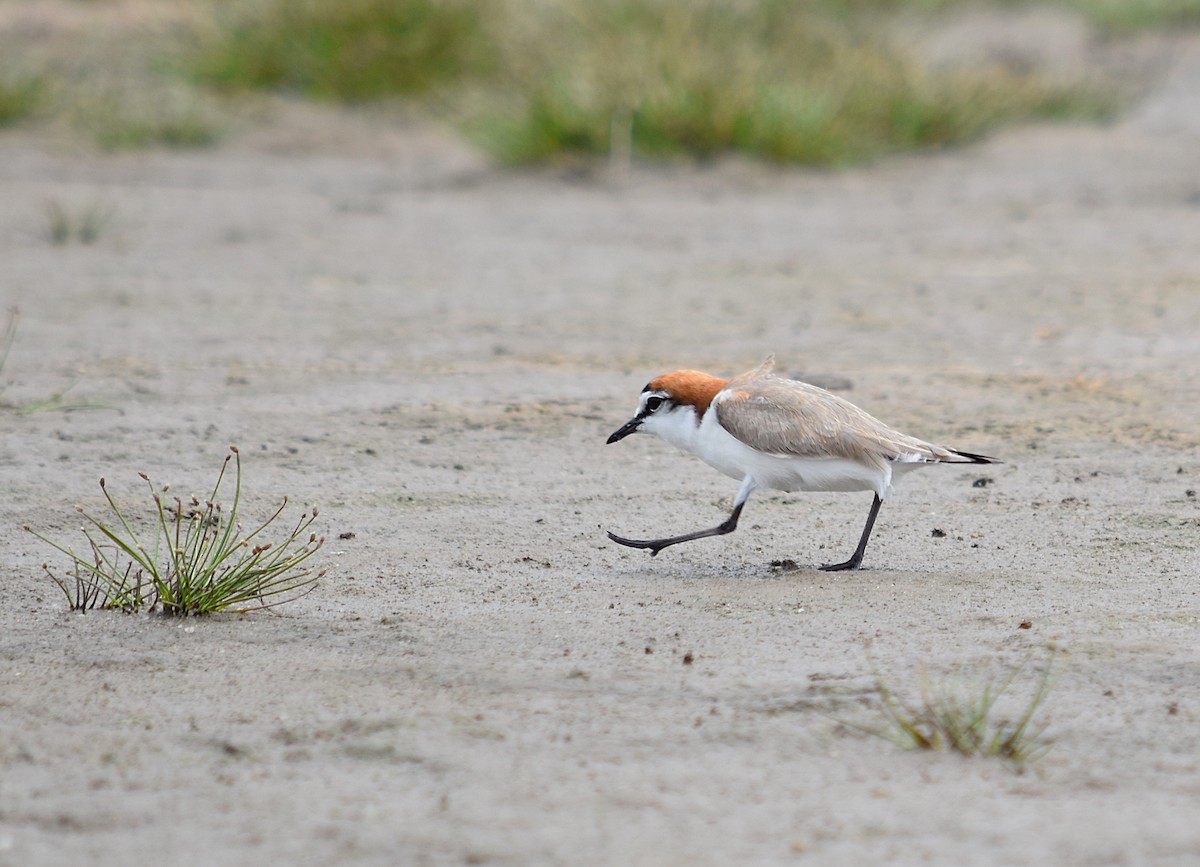 Red-capped Plover - ML627627449