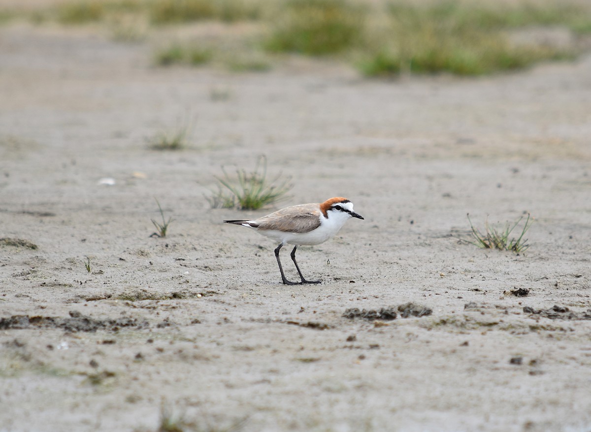 Red-capped Plover - ML627627450
