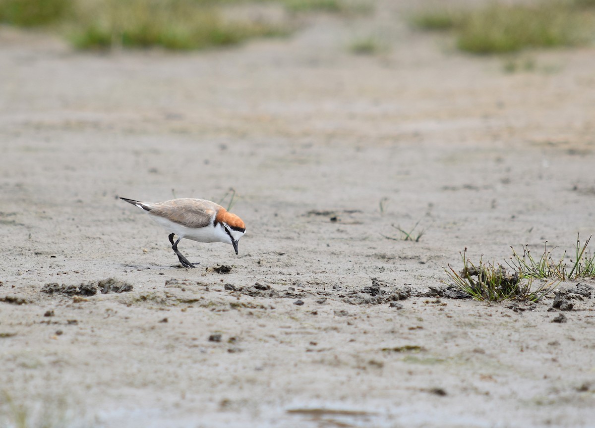 Red-capped Plover - ML627627451