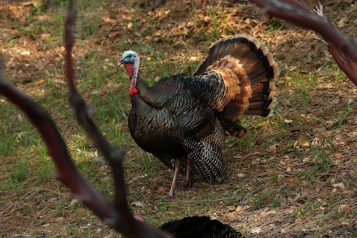 Wild Turkey - ML627627472
