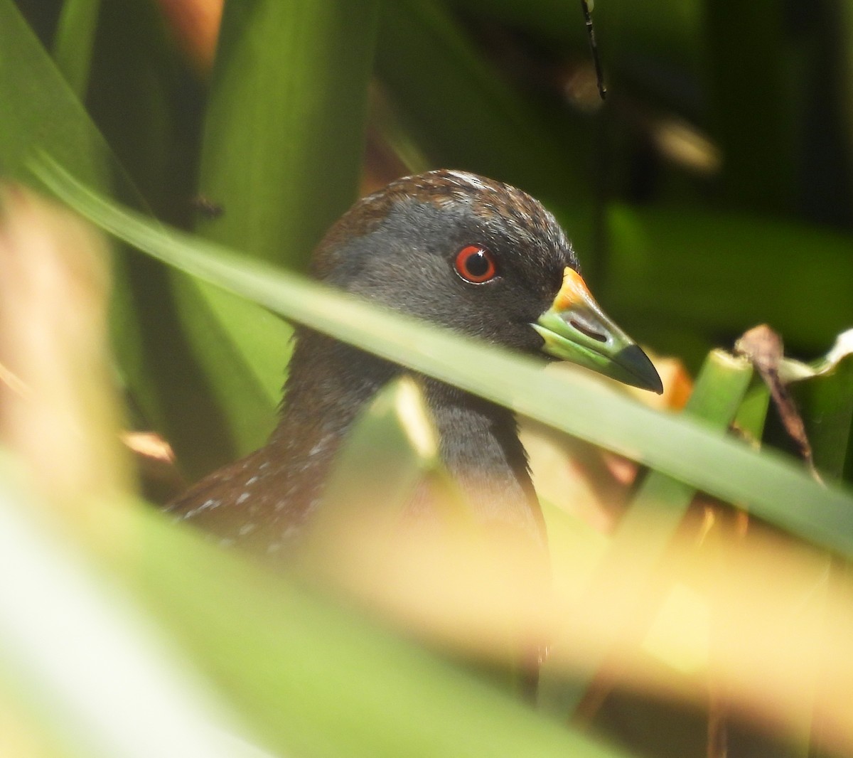 Australian Crake - ML627627543