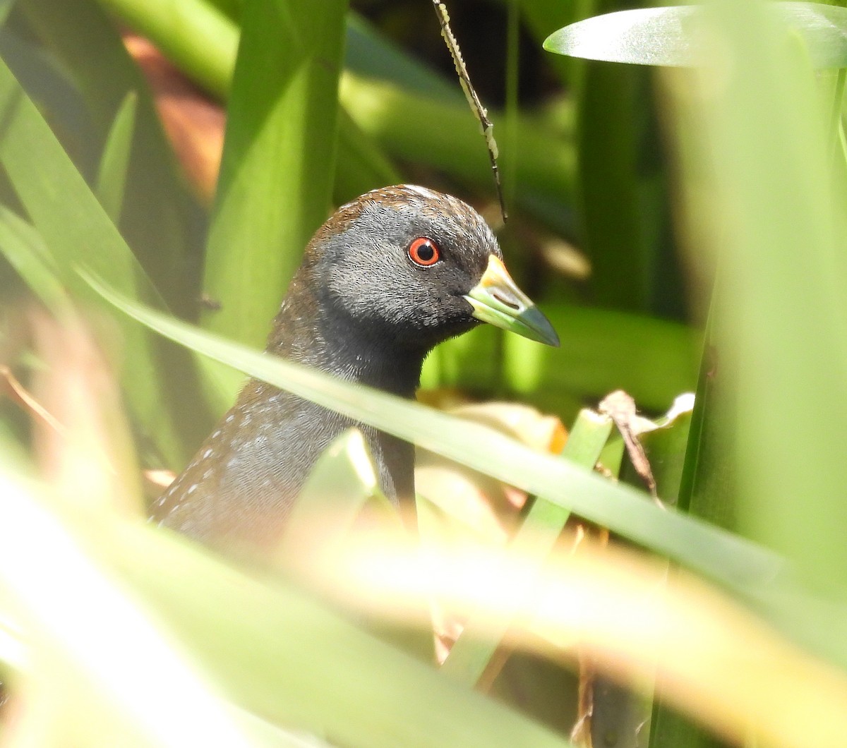 Australian Crake - ML627627544