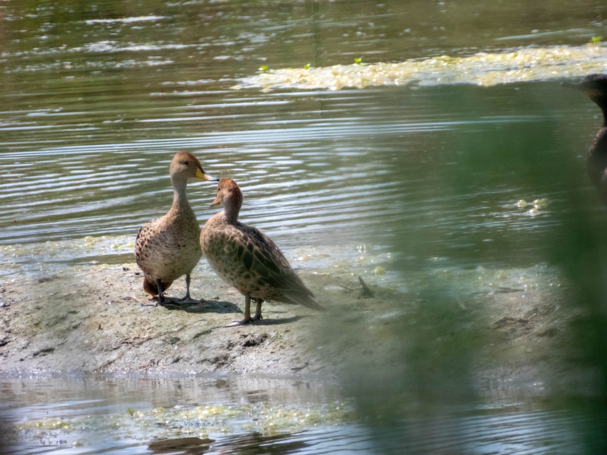 Yellow-billed Pintail - ML627627548