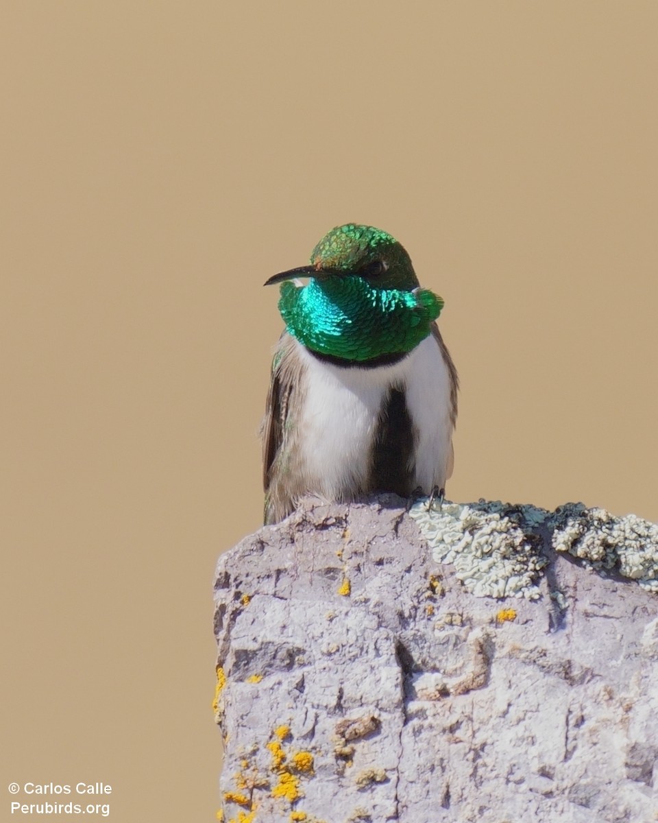 Green-headed Hillstar - ML627627583