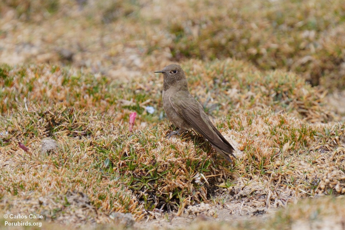 Olivaceous Thornbill - ML627627646