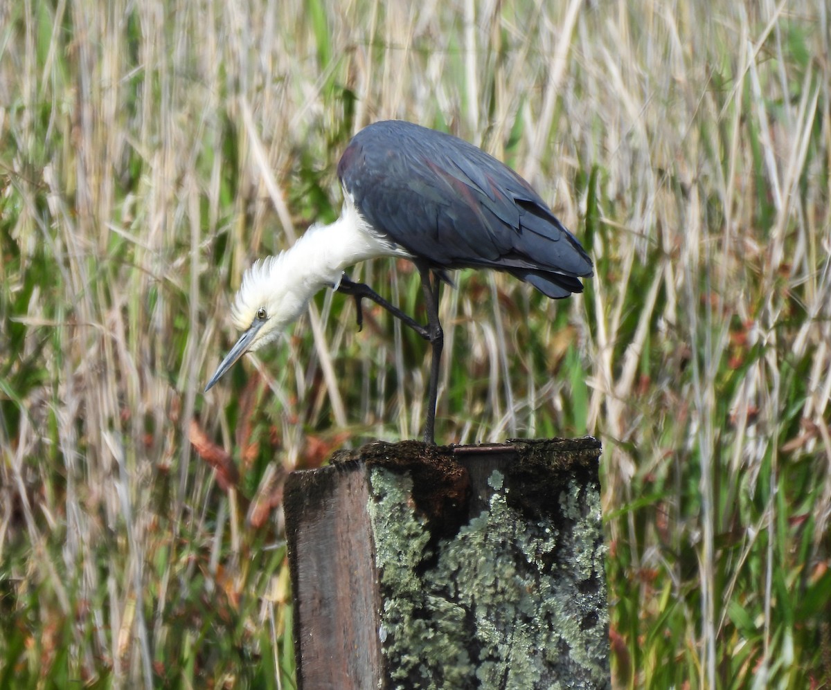 Pacific Heron - ML627627667