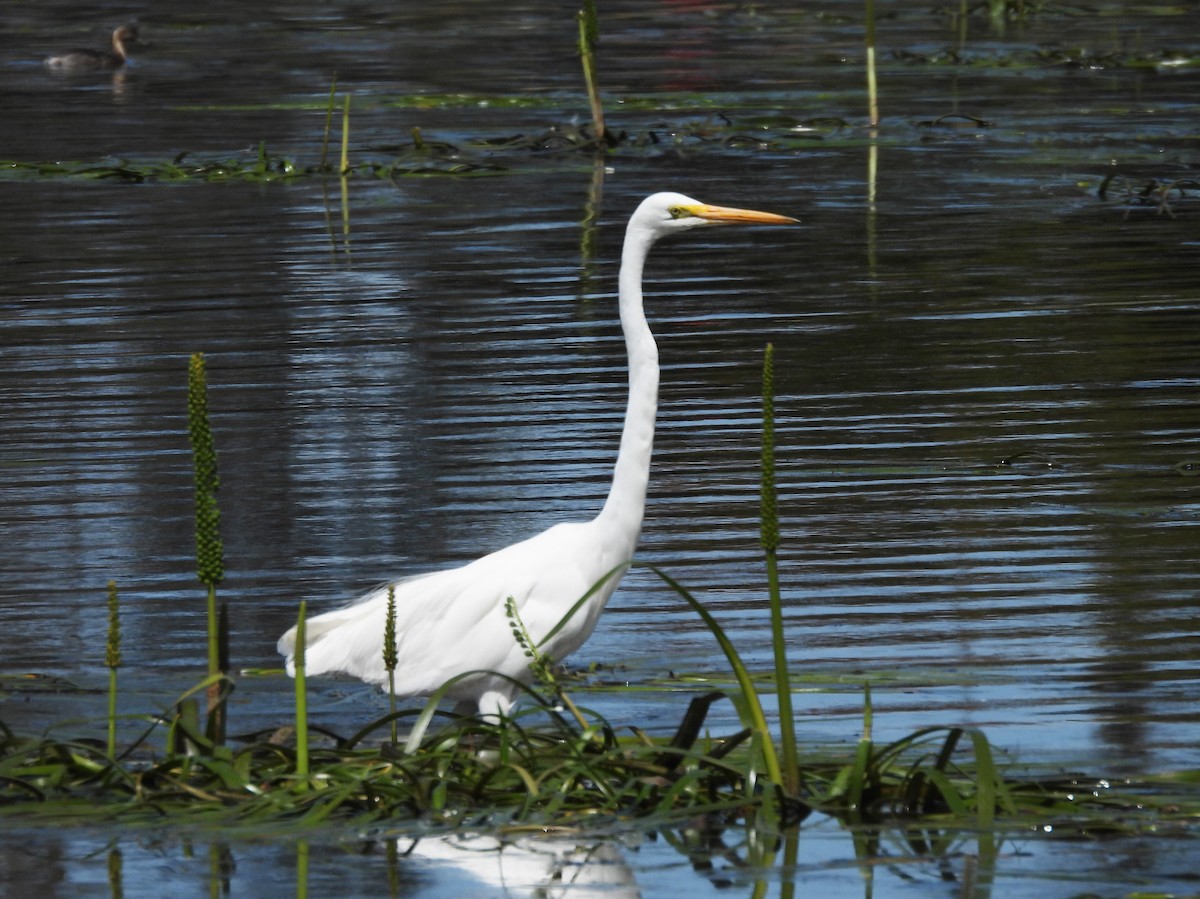 Great Egret - ML627627721