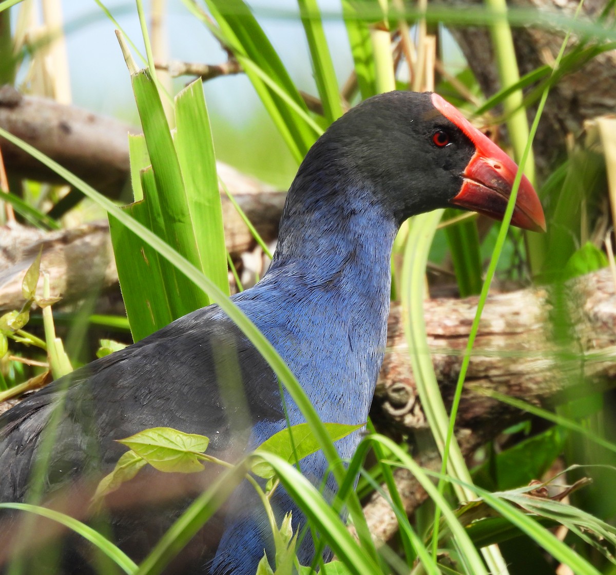 Australasian Swamphen - ML627627789