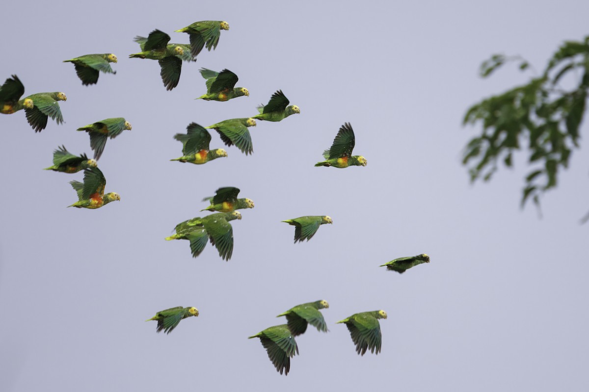 Yellow-faced Parrot - ML627627902