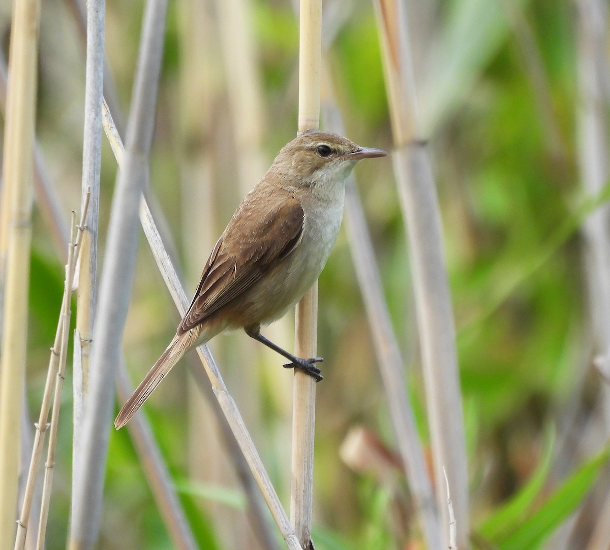 Australian Reed Warbler - ML627627942