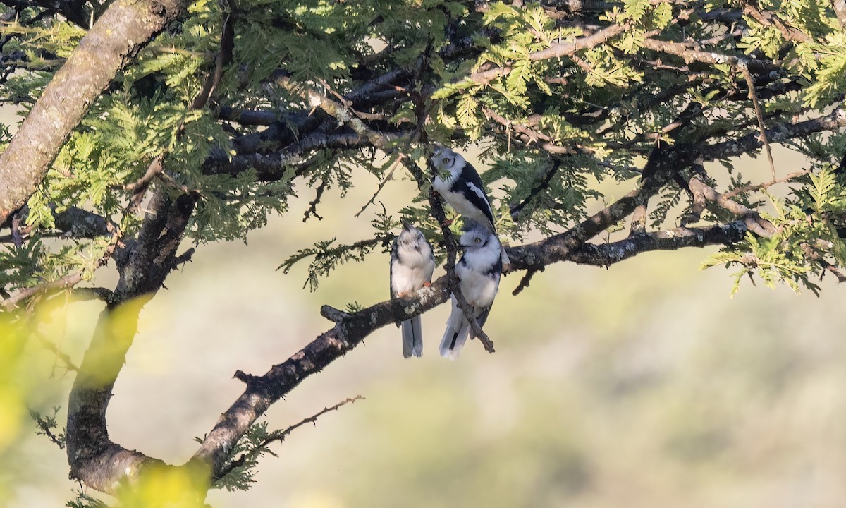 Gray-crested Helmetshrike - ML627627985