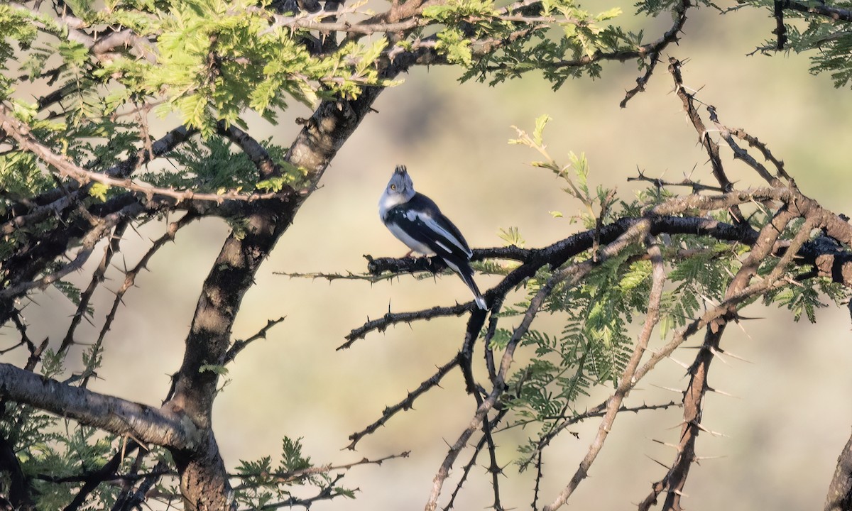 Gray-crested Helmetshrike - ML627627986