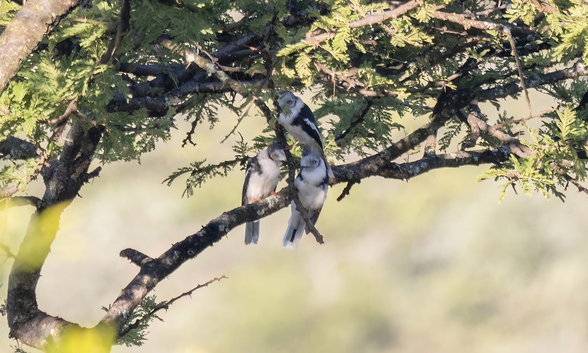 Gray-crested Helmetshrike - ML627627987