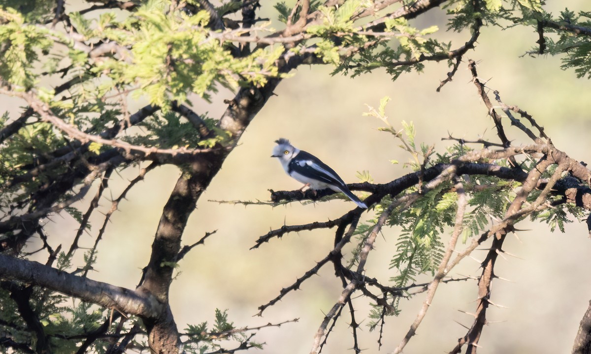 Gray-crested Helmetshrike - ML627627988