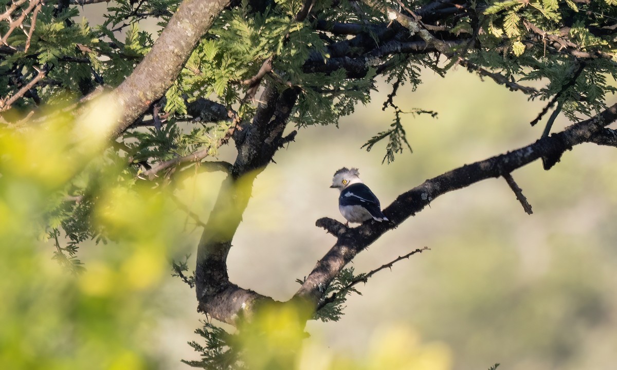 Gray-crested Helmetshrike - ML627627989