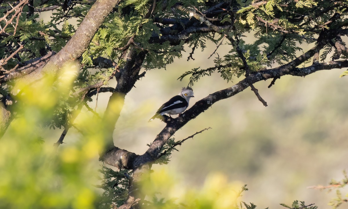 Gray-crested Helmetshrike - ML627627990