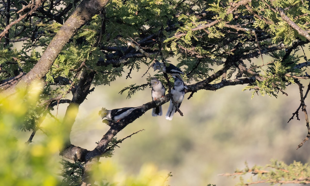 Gray-crested Helmetshrike - ML627627991