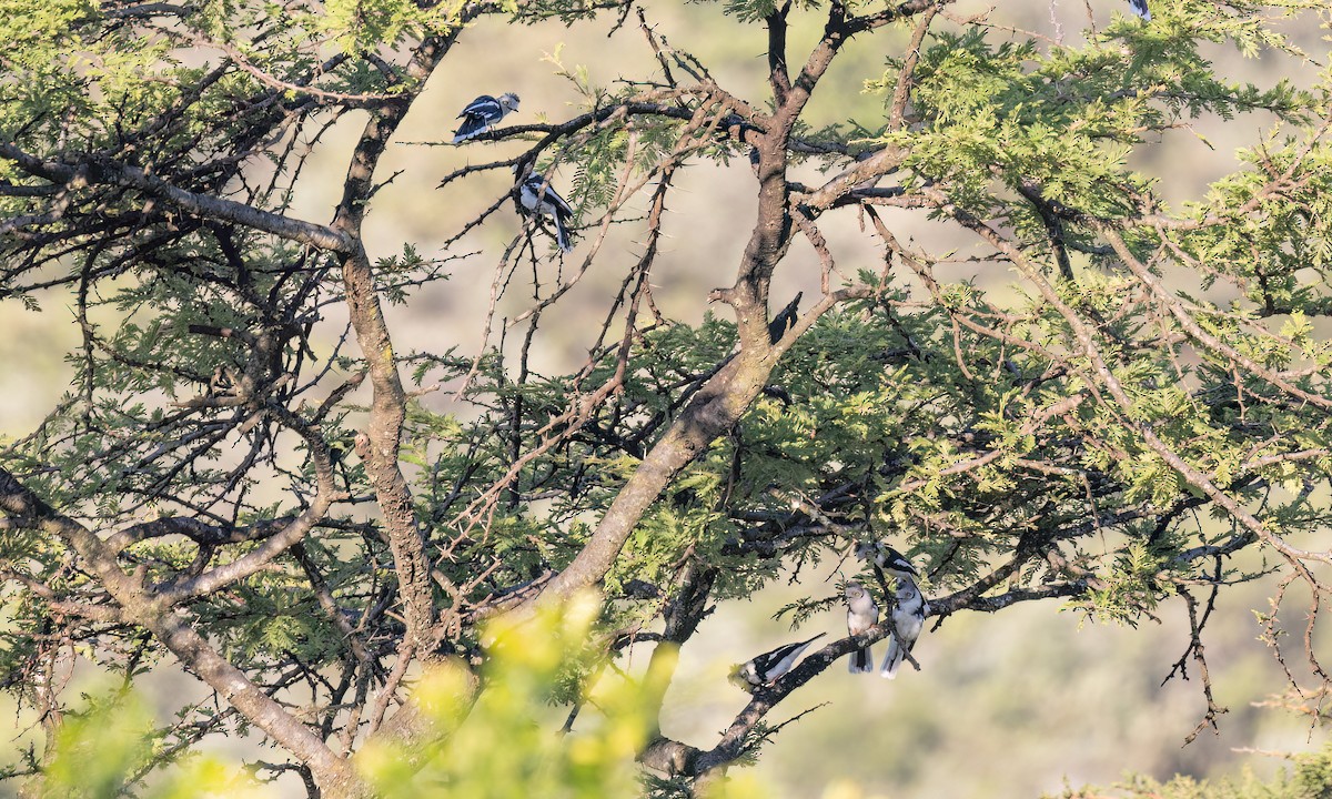 Gray-crested Helmetshrike - ML627627992