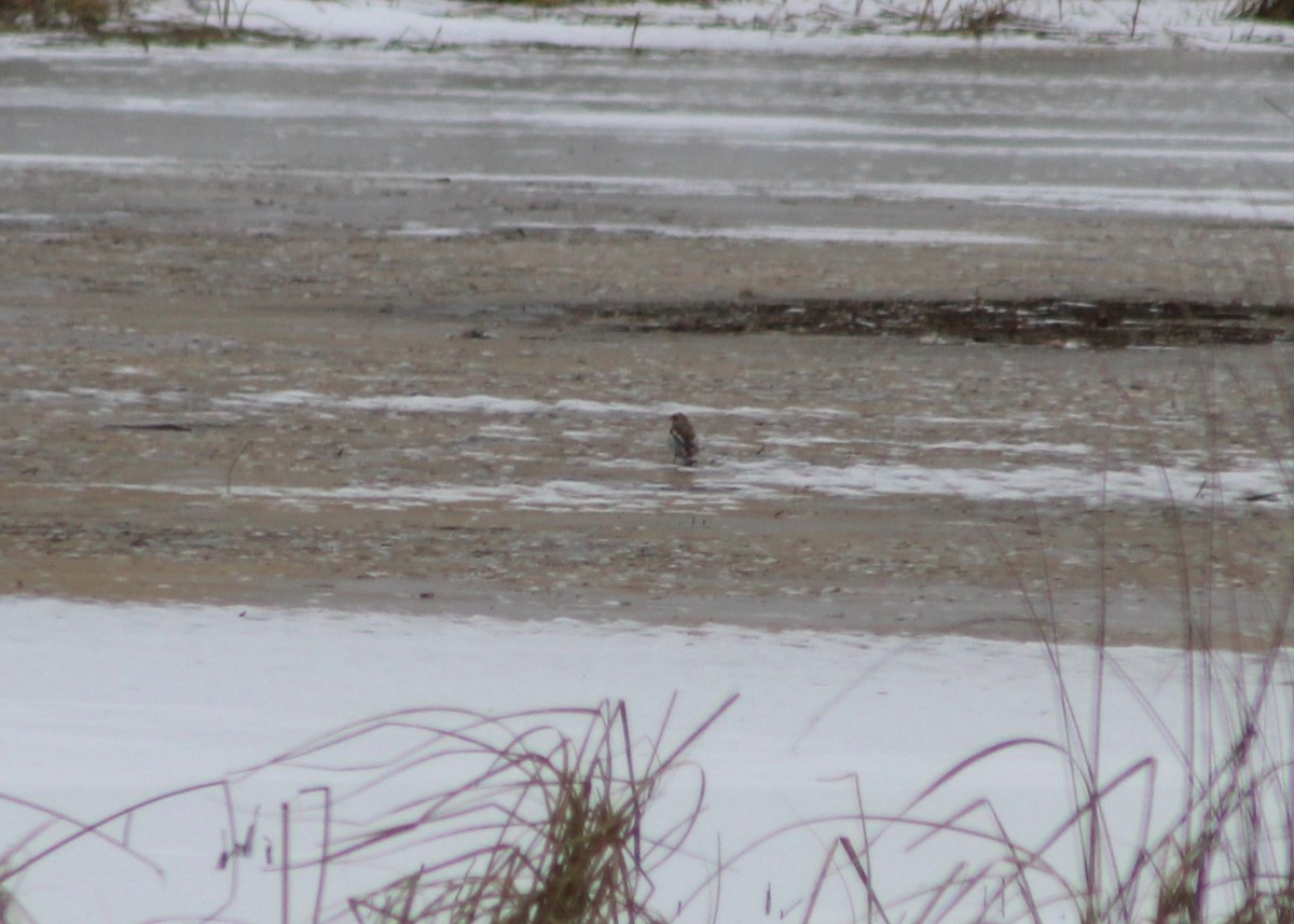 Ebird Checklist - 14 Dec 2024 - Crex Meadows Swa--phantom Lake Rd. - 5 