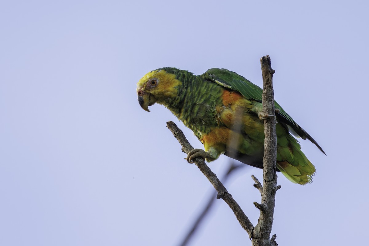 Yellow-faced Parrot - ML627628077