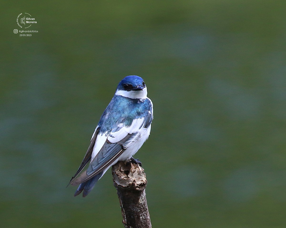 vlaštovka bělobřichá - ML627628082