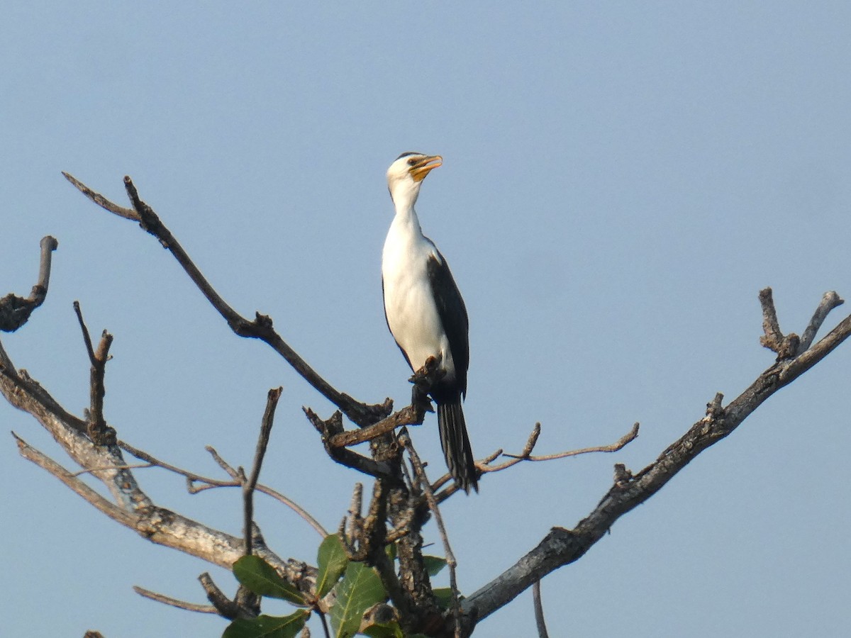 Little Pied Cormorant - ML627628106